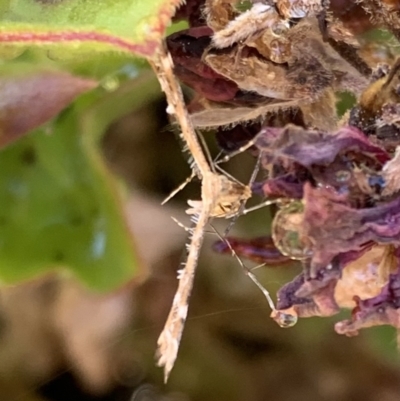 Sphenarches anisodactylus (Geranium Plume Moth) at Murrumbateman, NSW - 8 Apr 2021 by SimoneC