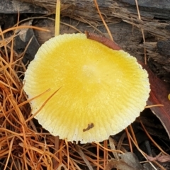 Pluteus 'yellow' at Mount Painter - 7 Feb 2021 by drakes
