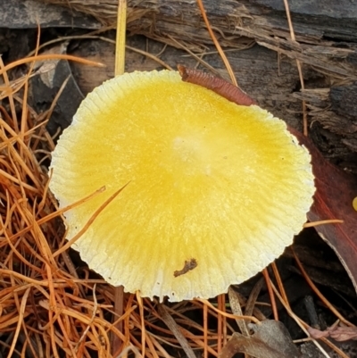Pluteus 'yellow' at Cook, ACT - 7 Feb 2021 by drakes