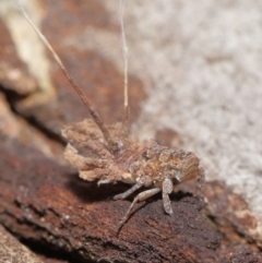 Fulgoroidea sp. (superfamily) at Acton, ACT - 6 Apr 2021