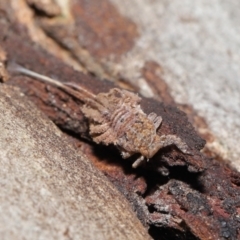 Fulgoroidea sp. (superfamily) at Acton, ACT - 6 Apr 2021