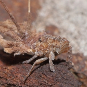 Fulgoroidea sp. (superfamily) at Acton, ACT - 6 Apr 2021