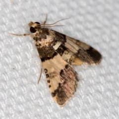 Nacoleia mesochlora (Pied Crambid) at Melba, ACT - 1 Feb 2021 by Bron