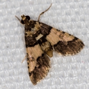 Nacoleia mesochlora at Melba, ACT - 2 Feb 2021 09:49 AM