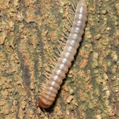 Paradoxosomatidae sp. (family) (Millipede) at ANBG - 6 Apr 2021 by TimL