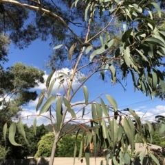 Eucalyptus pauciflora (A Snow Gum) at Garran, ACT - 14 Jun 2020 by ruthkerruish
