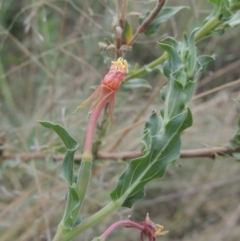 Oenothera indecora subsp. bonariensis (Small-flower Evening Primrose) at Point Hut to Tharwa - 22 Feb 2021 by MichaelBedingfield