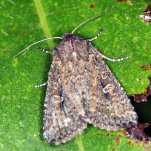 Dasygaster (genus) at O'Connor, ACT - 7 Apr 2021