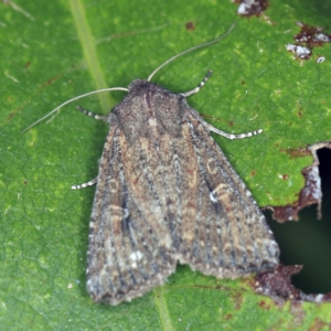 Dasygaster (genus) at O'Connor, ACT - 7 Apr 2021