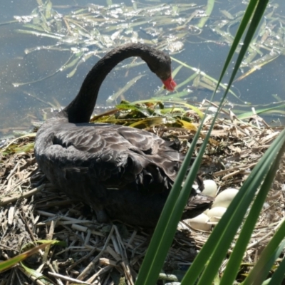 Cygnus atratus (Black Swan) at Yerrabi Pond - 9 Apr 2021 by TrishGungahlin