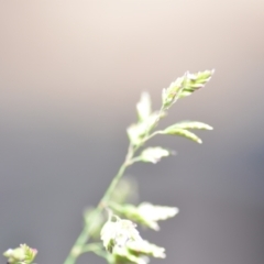 Poa pratensis at Wamboin, NSW - 21 Nov 2020