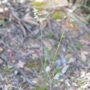 Poa pratensis at Wamboin, NSW - 21 Nov 2020