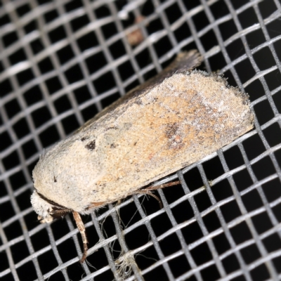 Proteuxoa leptochroa (Broad-bodied Noctuid) at O'Connor, ACT - 5 Apr 2021 by ibaird