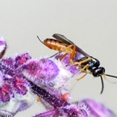 Braconidae (family) (Unidentified braconid wasp) at Page, ACT - 9 Apr 2021 by DonTaylor