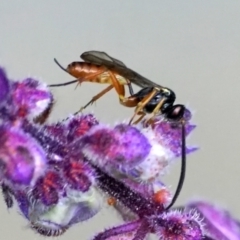 Braconidae (family) at Page, ACT - 9 Apr 2021