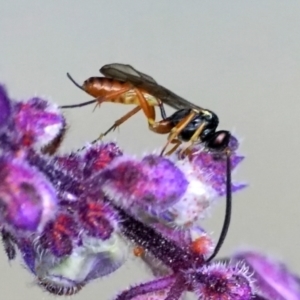 Braconidae (family) at Page, ACT - 9 Apr 2021