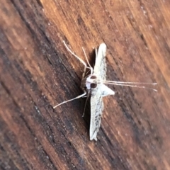 Metasia (genus) at Aranda, ACT - 9 Apr 2021 04:36 PM