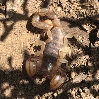 Urodacus manicatus (Black Rock Scorpion) at Downer, ACT - 6 Apr 2021 by Tapirlord