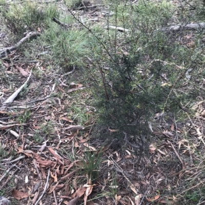 Acacia genistifolia (Early Wattle) at Downer, ACT - 6 Apr 2021 by Tapirlord