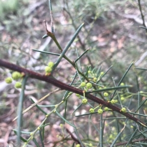 Acacia genistifolia at Downer, ACT - 6 Apr 2021