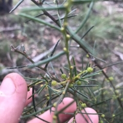 Acacia genistifolia at Downer, ACT - 6 Apr 2021