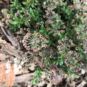 Pomax umbellata at Downer, ACT - 6 Apr 2021