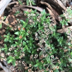 Pomax umbellata at Downer, ACT - 6 Apr 2021