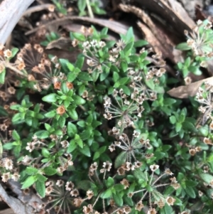 Pomax umbellata at Downer, ACT - 6 Apr 2021