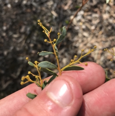 Acacia buxifolia subsp. buxifolia (Box-leaf Wattle) at Downer, ACT - 6 Apr 2021 by Tapirlord