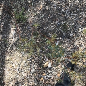 Acacia buxifolia subsp. buxifolia at Downer, ACT - 6 Apr 2021 02:20 PM