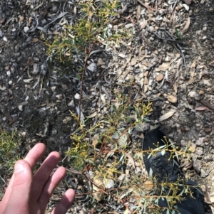 Acacia buxifolia subsp. buxifolia at Downer, ACT - 6 Apr 2021