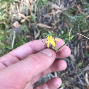 Tricoryne elatior at Downer, ACT - 6 Apr 2021