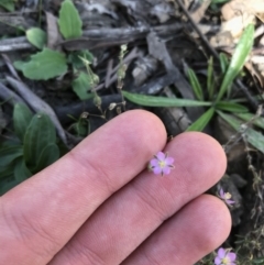 Spergularia rubra at Downer, ACT - 6 Apr 2021 02:35 PM