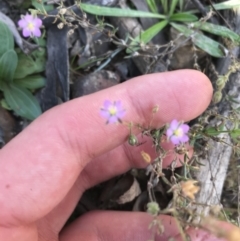 Spergularia rubra at Downer, ACT - 6 Apr 2021