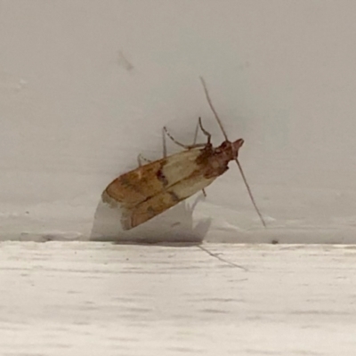 Plodia interpunctella (Indian meal moth) at Aranda, ACT - 9 Apr 2021 by KMcCue