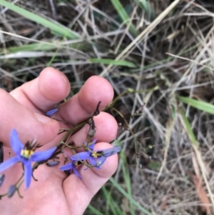 Dianella revoluta var. revoluta at Acton, ACT - 6 Apr 2021