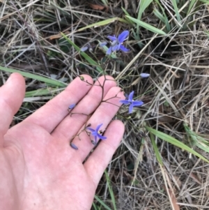 Dianella revoluta var. revoluta at Acton, ACT - 6 Apr 2021