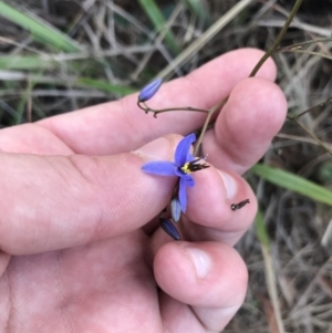 Dianella revoluta var. revoluta at Acton, ACT - 6 Apr 2021