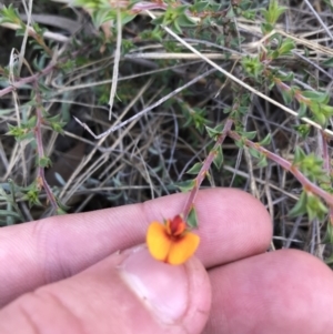 Pultenaea procumbens at Acton, ACT - 6 Apr 2021