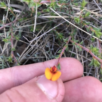 Pultenaea procumbens (Bush Pea) at Acton, ACT - 6 Apr 2021 by Tapirlord