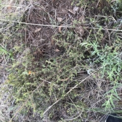 Pultenaea procumbens at Acton, ACT - 6 Apr 2021