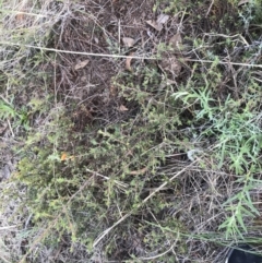 Pultenaea procumbens at Acton, ACT - 6 Apr 2021 03:08 PM