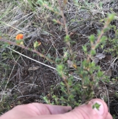 Pultenaea procumbens at Acton, ACT - 6 Apr 2021 03:08 PM