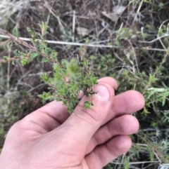 Pultenaea procumbens at Acton, ACT - 6 Apr 2021