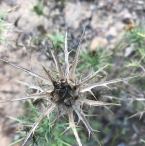 Carthamus lanatus at Acton, ACT - 6 Apr 2021