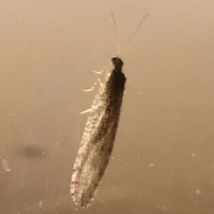 Osmylidae sp. (family) (Osmylid lacewing) at Aranda, ACT - 9 Apr 2021 by KMcCue