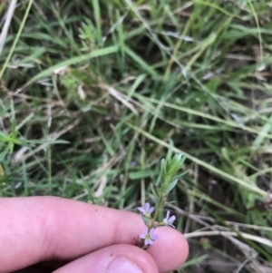 Lythrum hyssopifolia at Acton, ACT - 6 Apr 2021