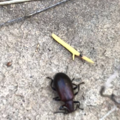 Lagriini sp. (tribe) (Unidentified lagriine darkling beetle) at Acton, ACT - 6 Apr 2021 by Tapirlord