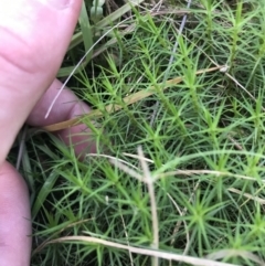 Dawsonia (genus) (A moss) at Acton, ACT - 6 Apr 2021 by Tapirlord