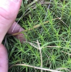 Dawsonia (genus) at Acton, ACT - 6 Apr 2021